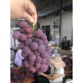 China red grape red globe yunnan grape fresh fruit exporter
